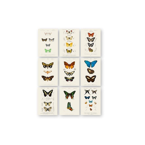 $17 – Set of 9 5×7 Butterfly Prints ( Antique Swedish Artwork )